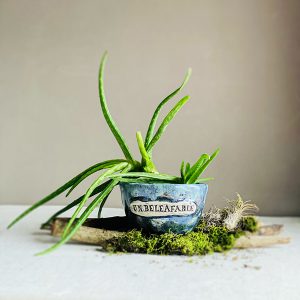 "Unbeleafable" El Yapımı Mavi Seramik Saksı