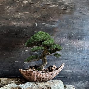 Hilal El Yapımı Dokulu Bonsai Seramik Saksı