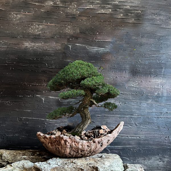 Hilal El Yapımı Dokulu Bonsai Seramik Saksı