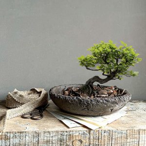 field bonsai saksı