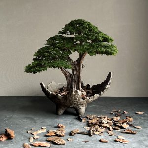 hill bonsai saksı