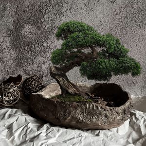cora bonsai seramik saksı