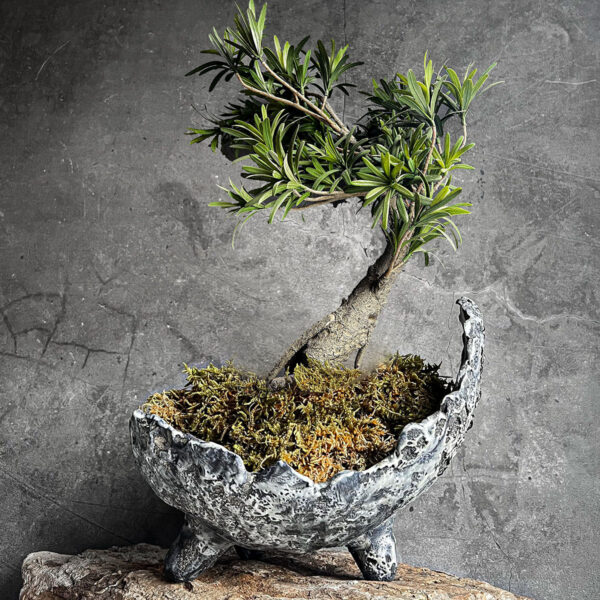 shakkan el yapımı seramik bonsai saksısı