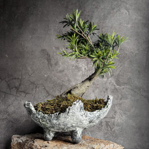 shari el yapımı seramik bonsai saksı