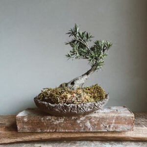 ficus el yapımı seramik bonsai saksısı